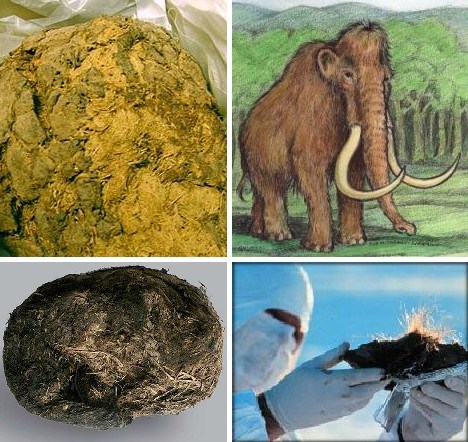 猛犸粪便