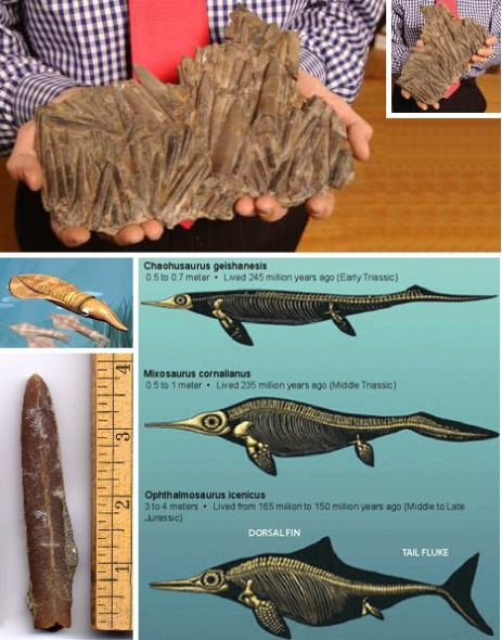 呕吐石(使矿化呕吐物)与粪化石较为接近。
