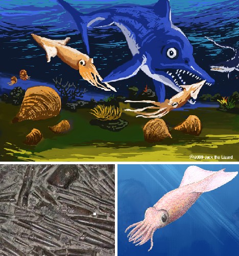 箭石目是乌贼的古代近亲，拥有坚硬钙化骨骼结构。它们的壳在鱼龙胃内堆积，而后又被鱼龙吐出