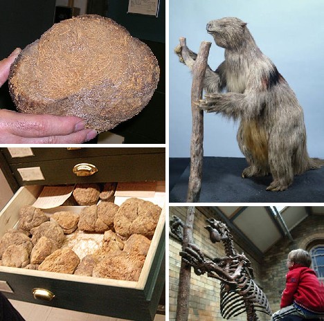 巨型地懒粪化石