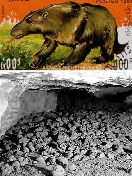 由于灭绝时间不长，巨型地懒的粪便还没有完全变成化石