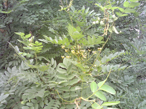 塞班3真正开山之作 诺基亚C7-00独家首测 