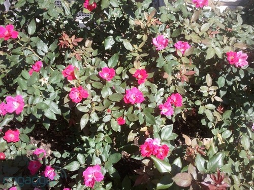 4寸大屏侧滑全键盘 三星Epic 4G初解析 