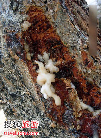 乳香的原材料是一种树脂