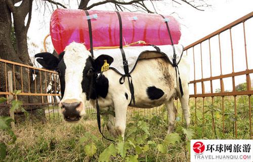 古巴的牛生活条件不错