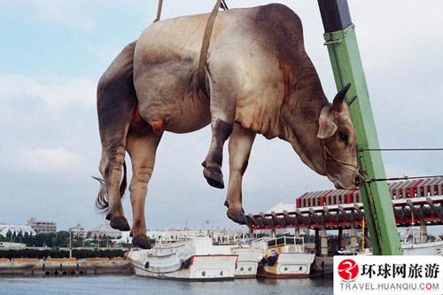 在古巴牛受到很好的保护