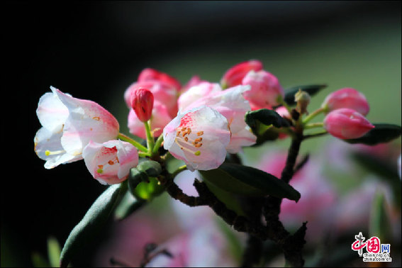 安徽黄山“高山玫瑰”盛开 进入最佳观赏期