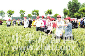 黄泛区农场:地神种业小麦种子观摩会 商客云集