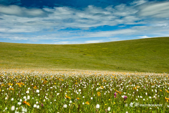新浪旅游配图:若尔盖草原 摄影:老湖