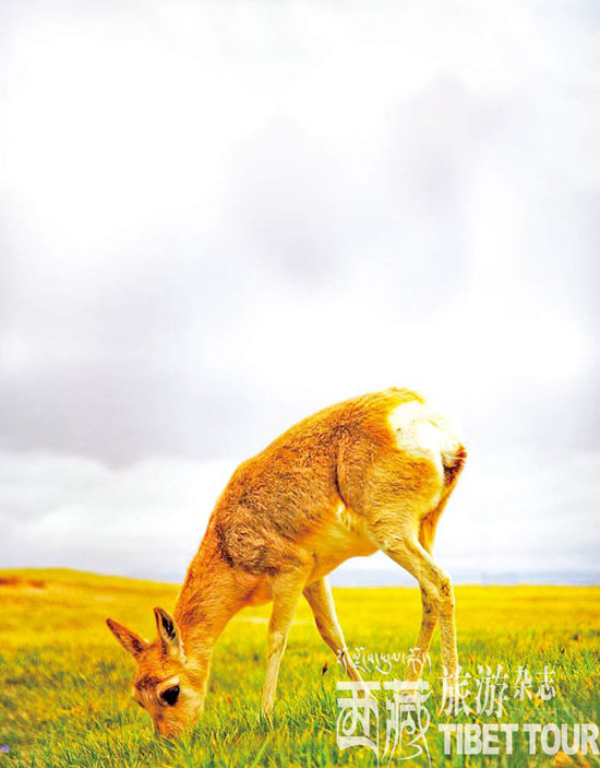 可可西里追拍藏原羚 感受奔跑的爱情