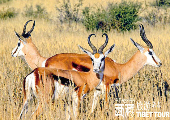 可可西里追拍藏原羚 感受奔跑的爱情