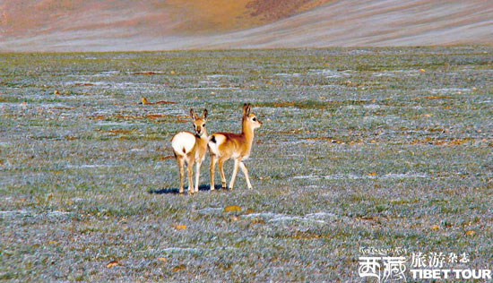 可可西里追拍藏原羚 感受奔跑的爱情