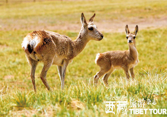 可可西里追拍藏原羚 感受奔跑的爱情