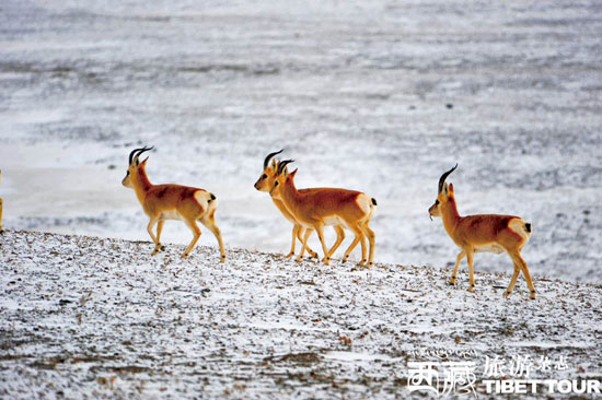 可可西里追拍藏原羚 感受奔跑的爱情