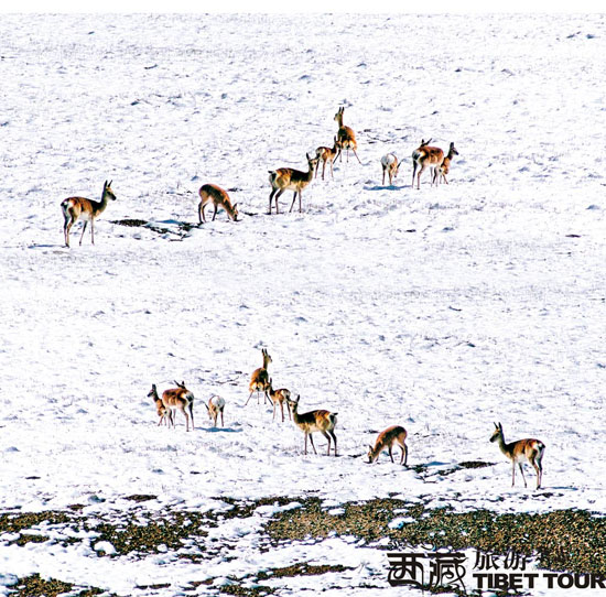 可可西里追拍藏原羚 感受奔跑的爱情