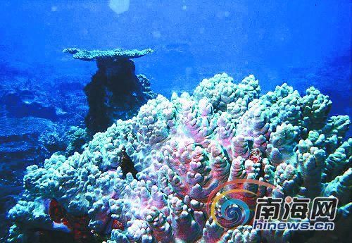 新浪旅游配图：珊瑚之美 图：南海网