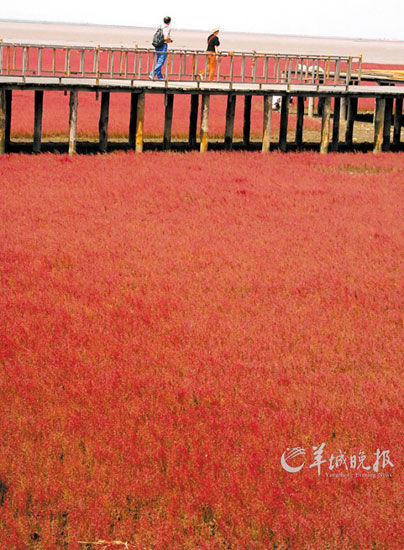 辽宁盘锦红海滩，面积达9万亩