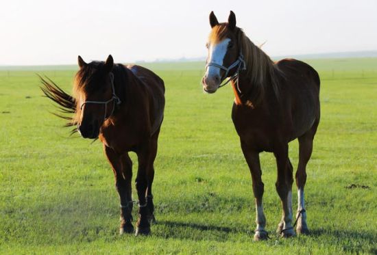 新浪旅游配图:马儿 摄影:冰城馨子