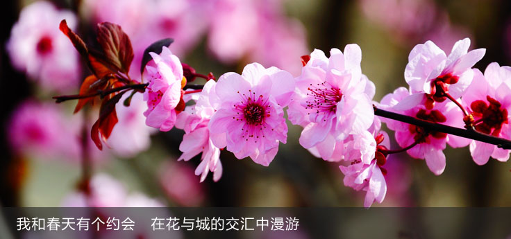 我和春天有个约会 在花与城的交汇中漫游 我和春天有个约会 在花与城的交汇中漫游