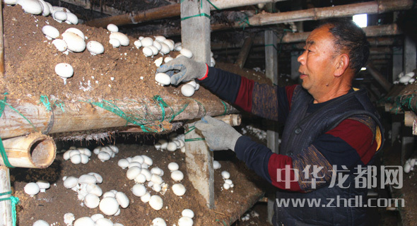 周口项城：食用菌种植基地内，工人正在查看双孢菇长势