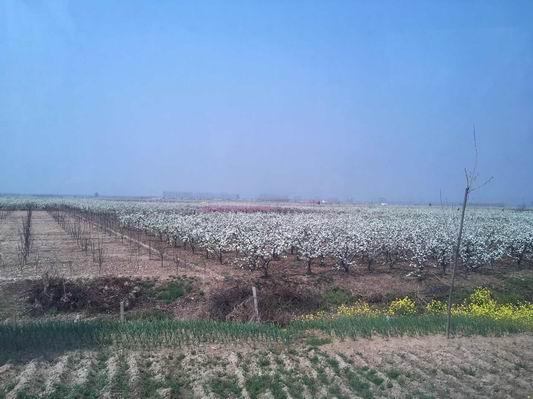 昔日不毛之地黄泛区 如今春风十里风景区