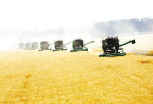 黄泛区农场机收大会战